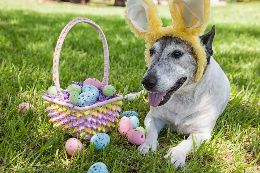 Healthy Eating Habits for Pets During Easter