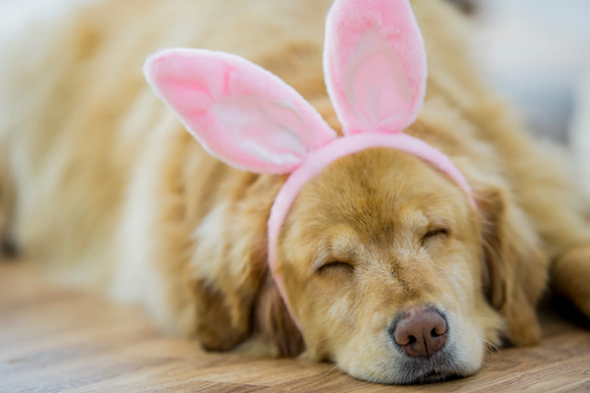Keeping Your Pets Calm During Easter Festivities