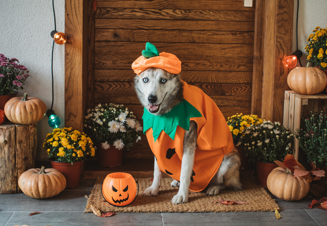 Healthy Eating Habits for Pets During Halloween