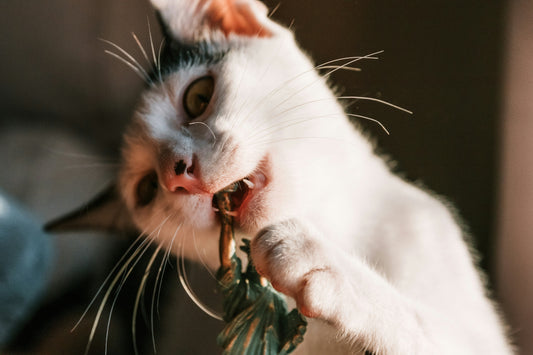 What Is Dental Disease in Cats? Learn the Symptoms, Causes, and Treatment
