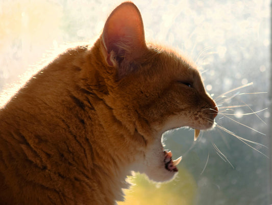What Is Gum Disease In Cats?