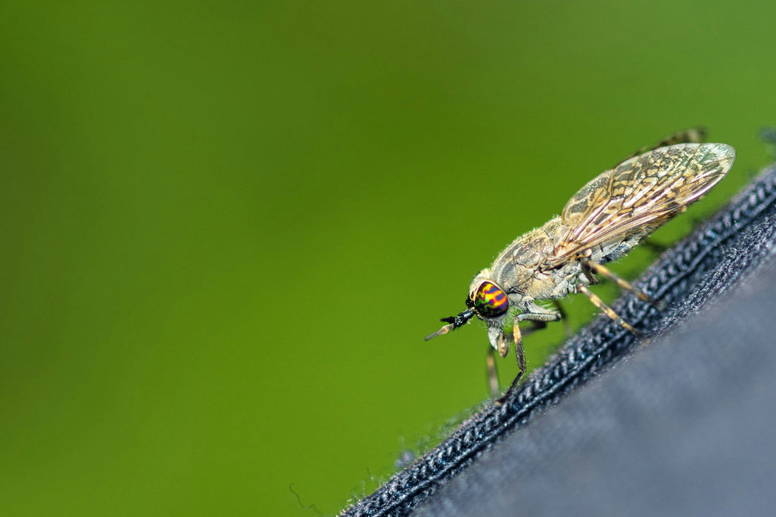 How Long Do Fleas Live? What You Need To Know About the Flea Life Cycle