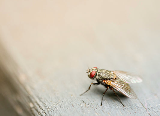What Do Fleas Look Like? How to Spot and Identify Them