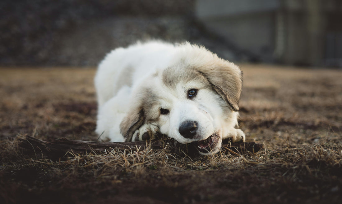 Are Enzymatic Chews Safe for Dogs with Sensitive Tummies?