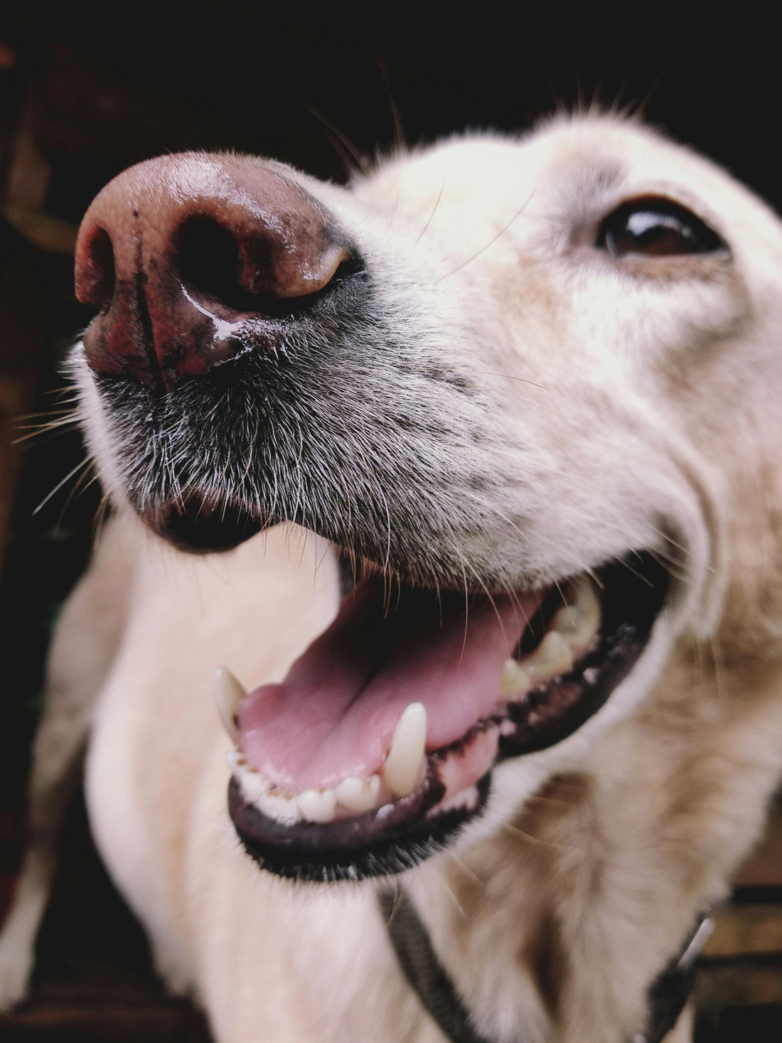What Is Gum Disease in Dogs?