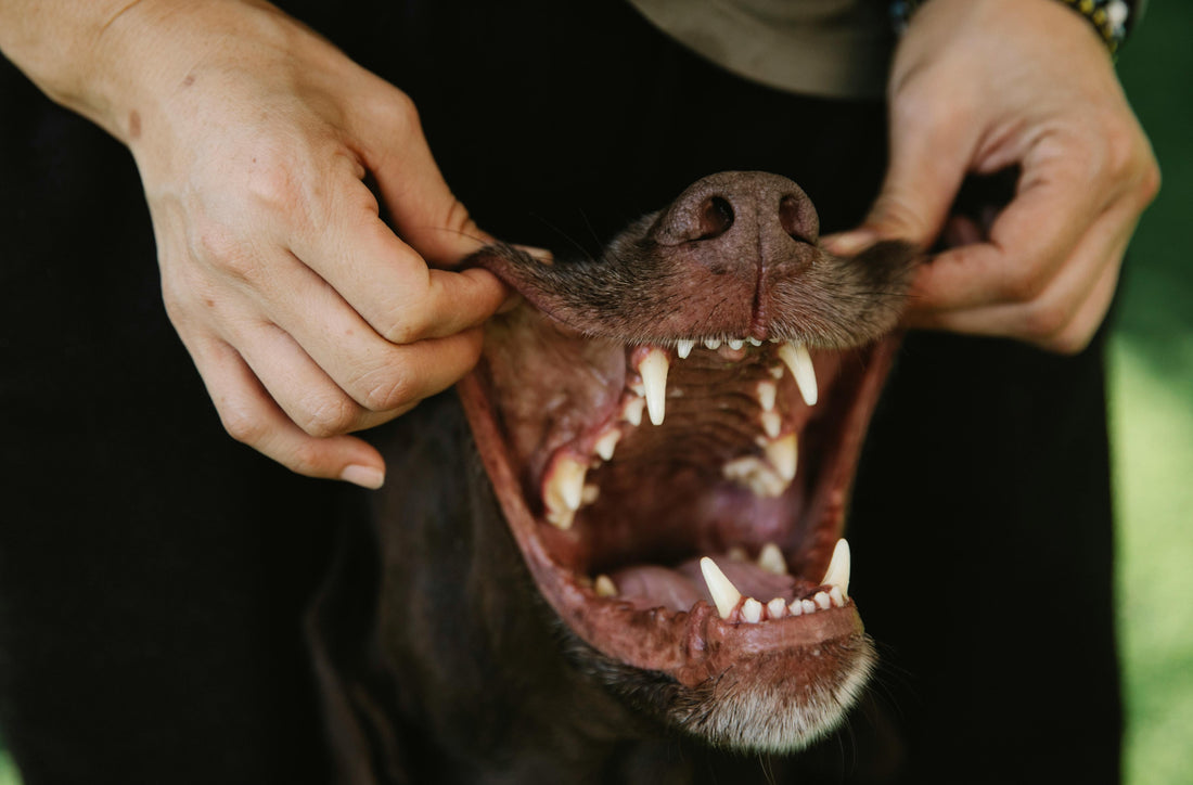 Dog Dental Cleaning: What To Expect and How To Prepare