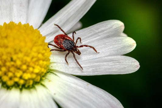 When Is Tick Season in Australia? State by State