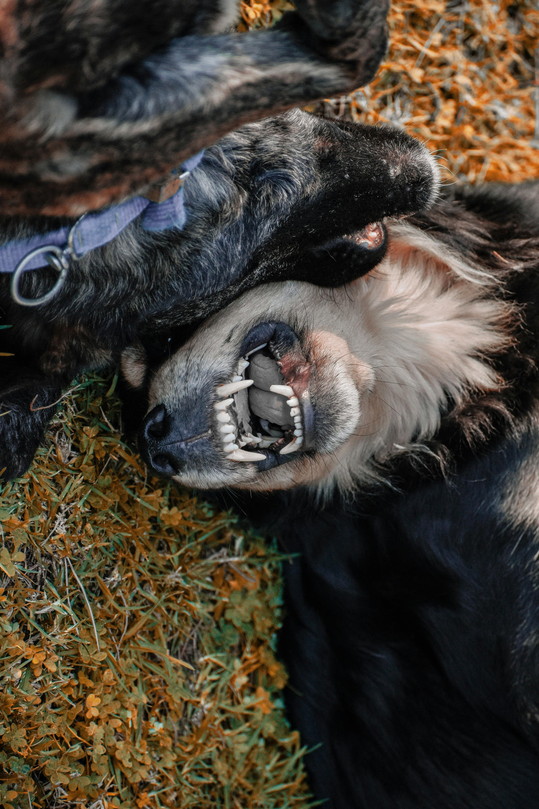 Stomatitis in Dogs: Symptoms, Causes and Treatment