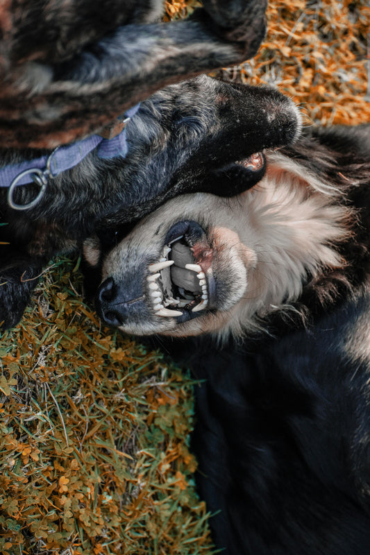 Stomatitis in Dogs: Symptoms, Causes and Treatment