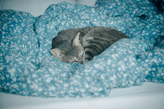 How To Remove a Tick From Your Cat (No Scratches Necessary)