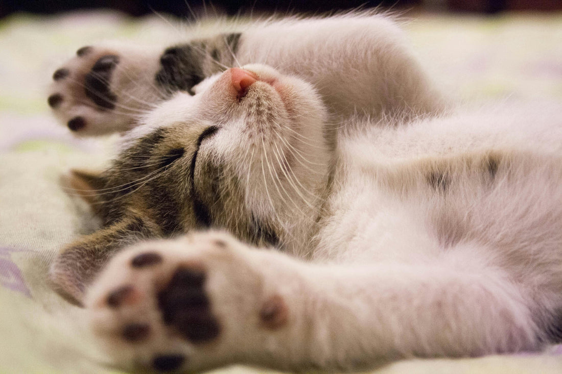 Can Indoor Cats Get Fleas? Here’s What You Should Know