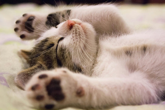 Can Indoor Cats Get Fleas? Here’s What You Should Know