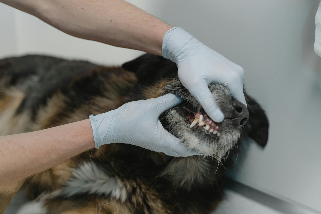 What Is Dental Disease in Dogs?