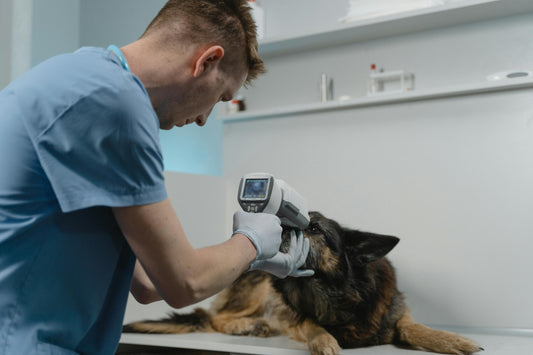 How to Know If Your Dog Has Fleas – and Get Rid of Them for Good