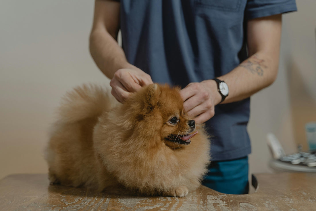 Topical Flea Treatment for Dogs: What It Is, How To Apply It, and More