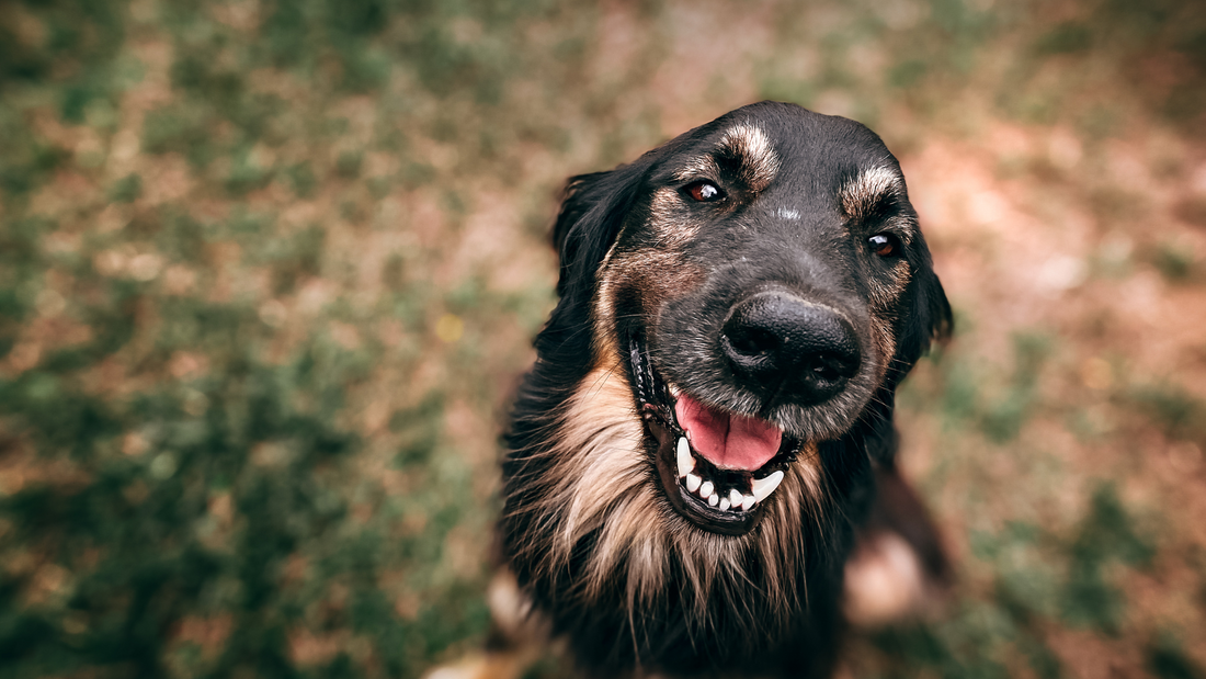 Healthy Pet Co.: The Benefits of Premium Treats and Meal Toppers for Dogs
