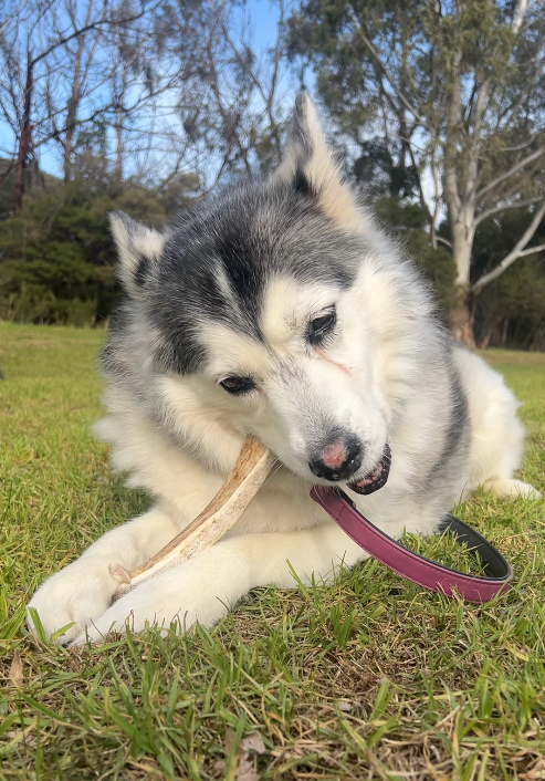 Do Dog Dental Chews Work? Benefits, Myths & Vet Advice | Healthy Pet Co