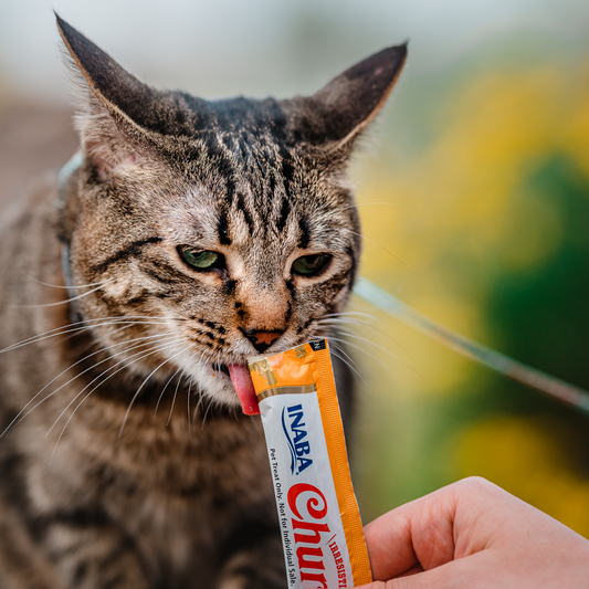 healthy cat dental treats