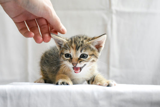 How to Brush Your Cat’s Teeth