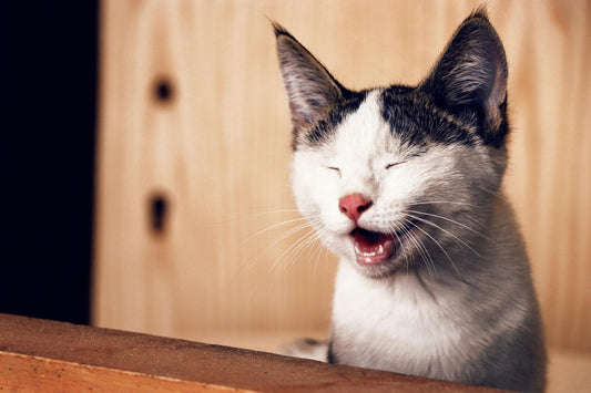 6 Tips For Fighting Bad Cat Breath