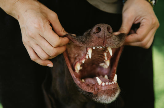 Dog Dental Cleaning: What To Expect and How To Prepare