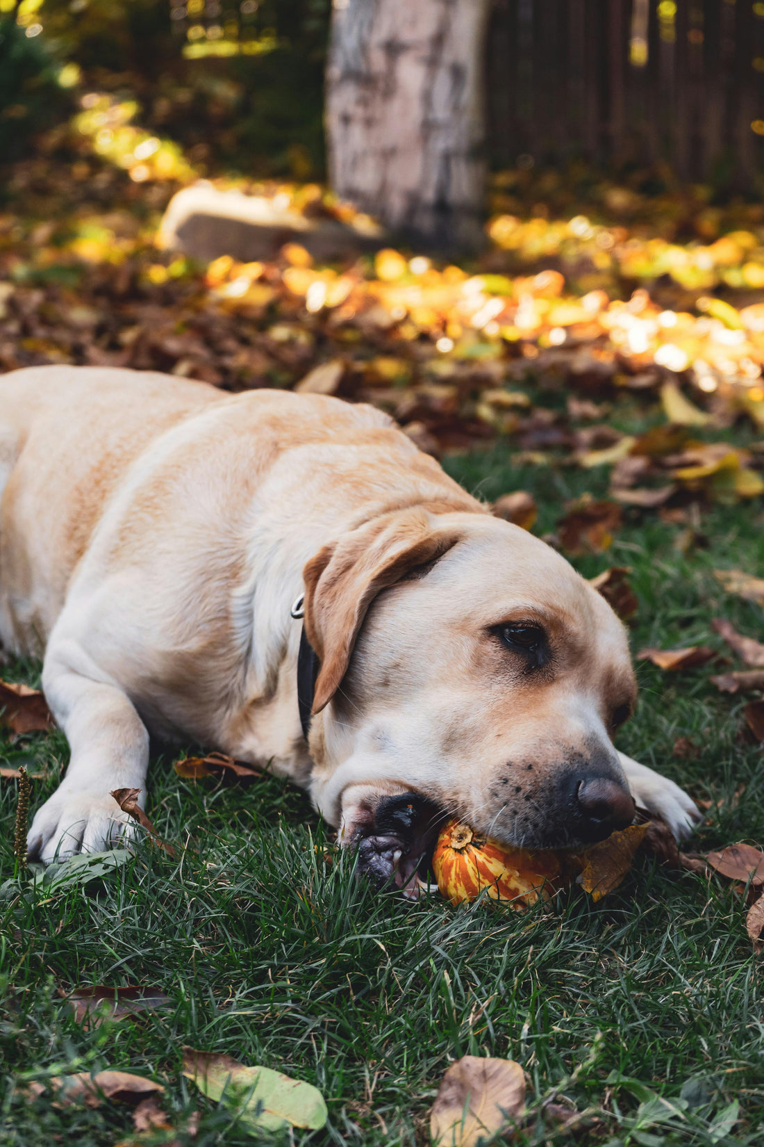 Benefits of Dog Dental Treats