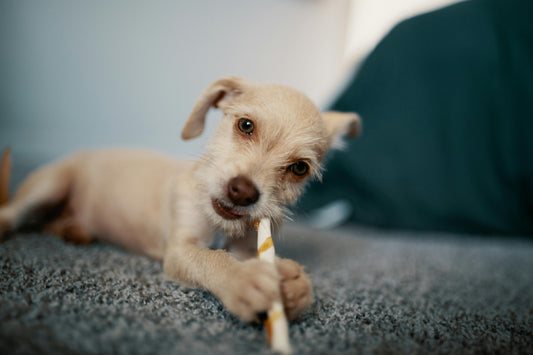 What Are Dog Chews Made Of, Really?