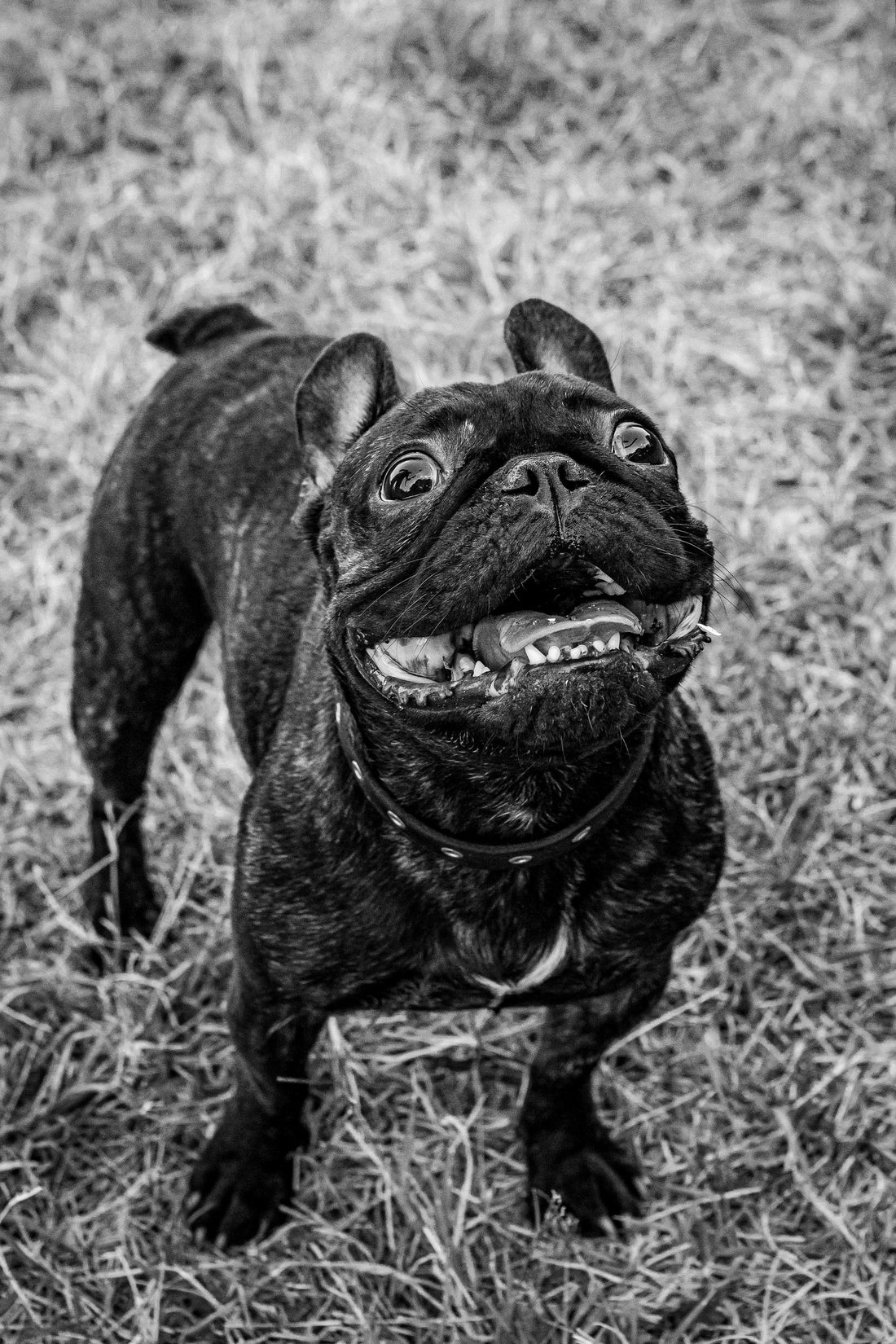 What Is Tooth Resorption in Dogs?