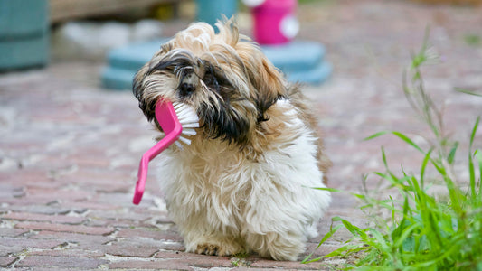 6 Tips for Fighting Bad Dog Breath