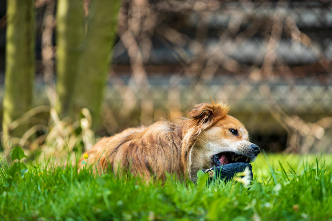 Do Dental Chews Work For Dogs?