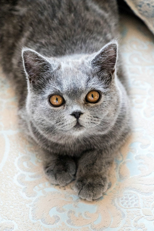 Are British shorthair cats popular?