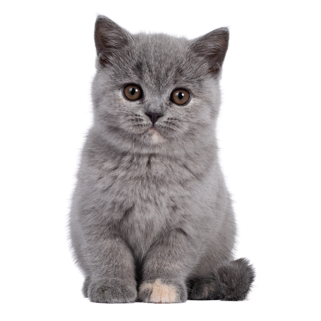 Cat Sale