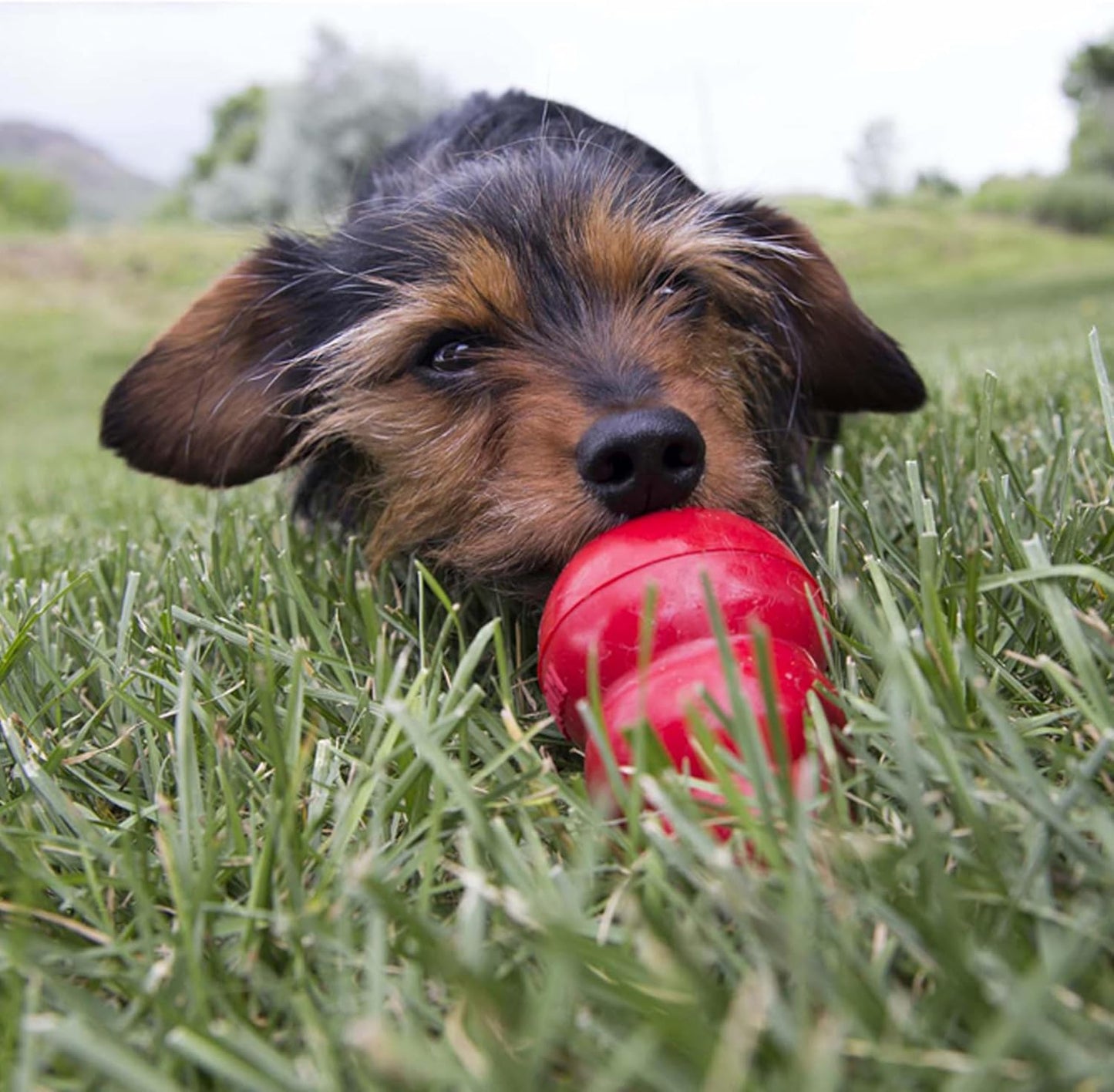 KONG Dog Easy Treats Liver
